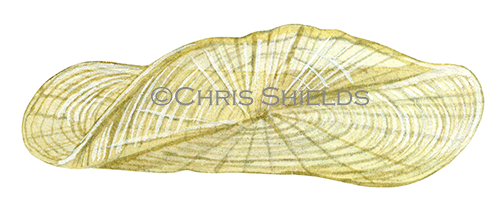 Illustration of By-the-wind Sailor (Velella velella (#2338)