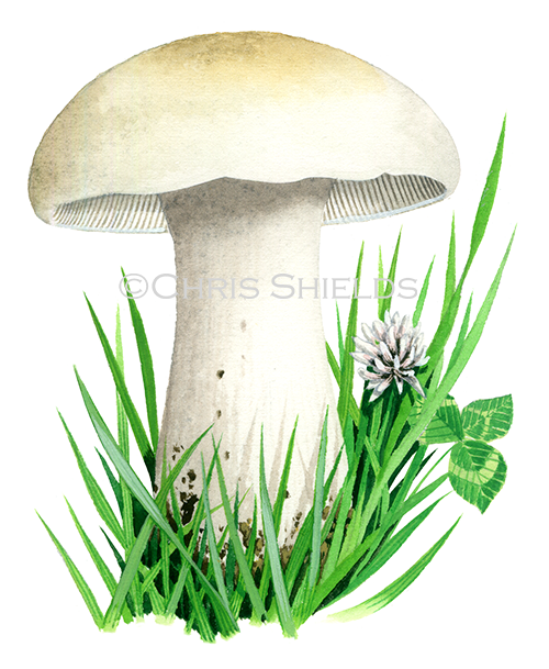 Illustration of Calocybe gambosa (St Geoge's Mushroom) (#4224)