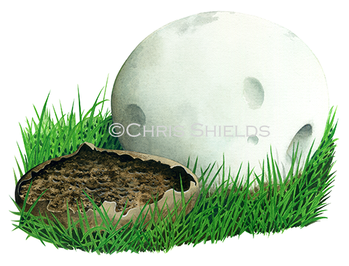 Illustration of Calvatia gigantea (Giant Puffball) (#1477)
