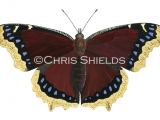Illustration of Camberwell Beauty (Nymphalis antiopa). (#3539)