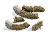 Illustration of Capercaillie droppings (Tetrao urogallus) (#2930)