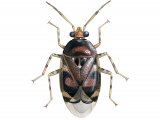 Illustration of Capsid Bug (Deraeocoris lutescens) (#1700)