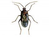 Illustration of Capsid Bug (Deraeocoris lutescens) (#4106)
