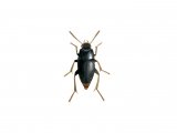 Illustration of Carrion Beetle (Catops tristis) (#2952)