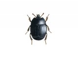 Illustration of Carrion Beetle (Hister cadarverinus) (#2947)