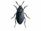 Illustration of Carrion Beetle (Thanatophilus sinuatus) (#2948)