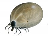 Illustration of Castor Bean Tick (Ixodes ricinus) fed (#4100)