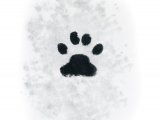 Illustration of Cat (Domestic) footprints (Felis catus) (#4189)
