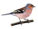 Illustration of Chaffinch male (Fringilla coelebs) (#1194)