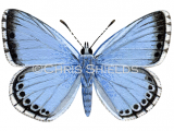 Illustration of Chalk-hill Blue male (Lysandra coridon) (#1371)