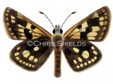 Illustration of Chequered Skipper (Carterocephalus palaemon) (#2156)