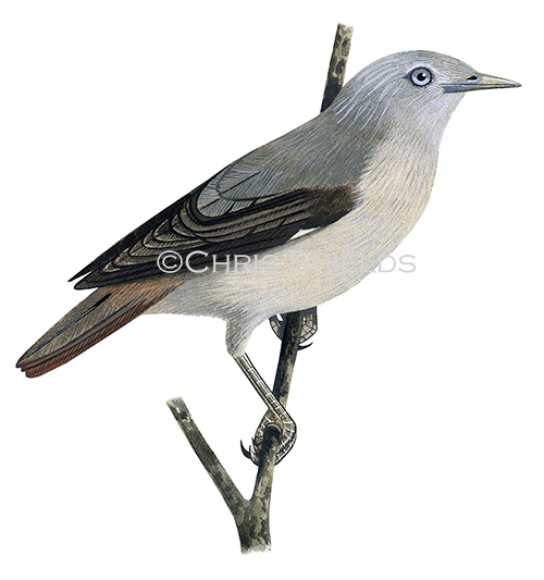 Illustration of Chestnut-tailed Starling immature (Sturnia malabarica malabarica) (#1670)