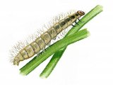 Illustration of China Mark Moth Caterpillar (Paraponyx stratiotata) (#0348)