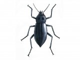 Illustration of Churchyard Beetle (Blaps mucronata) (#0928)
