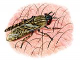 Illustration of Cleg Fly (Haematopota pluvialis) (#2110)