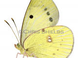 Illustration of Clouded Yellow (Colias croceus) (#2970)