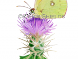 Illustration of Clouded Yellow (Colias croceus) (#4307)