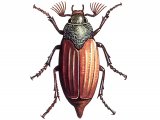 Illustration of Cockchafer (Melolontha melolontha) (#0929)