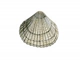Illustration of Cockle (Common) Cerastoderma edule (#0638)