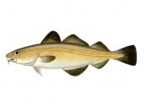 Illustration of Cod (Gadus morhua) (#0132)