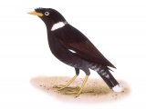 Illustration of Collared Myna (Acridotheres albocinctus) (#3320)