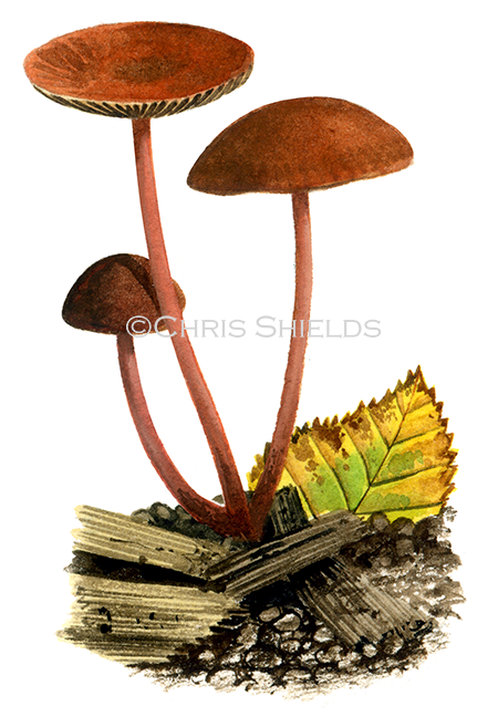 Illustration of Collybia fuscopurpurea(Gymnopus) fuscopurpureus (#4037)