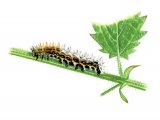 Illustration of Comma Caterpillar (Polygonia c-album) (#2207)