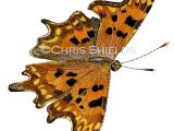 Illustration of Comma (Polygonia c-album) (#4713)