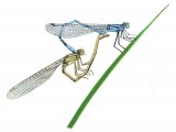 Illustration of Damselfly (Common Blue) Enallagma cyathigerum (#3381)
