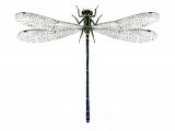 Illustration of Damselfly (Common Blue) female (Enallagma cyathigerum) (#1298)