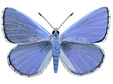 Illustration of Common Blue male (Polyommatus icarus) (#1376)