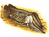 Illustration of Cuttlefish (Common) Sepia officinalis (#0641)