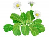 Illustration of Common Daisy (Bellis perennis) (#3681)