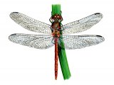 Illustration of Dragonfly (Common Darter) Sympetrum striolatum (#1276)