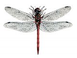 Illustration of Dragonfly (Common Darter) Sympetrum striolatum (#1297)
