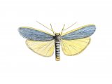 Illustration of Common Footman (Eilema turideola) (#1746)