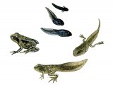 Illustration of Common Frog  (Rana temporaria) life cycle (#3092)