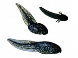 Illustration of Common Frog  (Rana temporaria) life cycle (#3342)