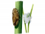 Illustration of Common Froghopper (Philaenus spumarius) (#1257)