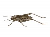 Illustration of Common Groundhopper (Tetrix undulata) (#2578)