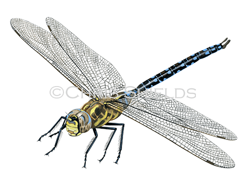 Illustration of Common Hawker (Aeshna juncea) (#4636)