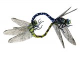 Illustration of Dragonfly (Common Hawker) Aeshna juncea (#1301)