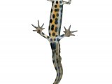 Illustration of Common Newt (Lissotriton vulgaris) (#4368)