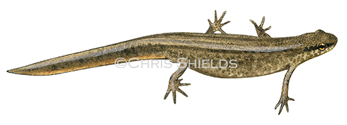 Illustration of Common Newt  female (Lissotriton vulgaris) (#1878)