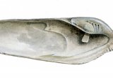 Illustration of Common Piddock (Pholas dactylus) (#4089)