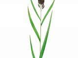 Illustration of Common Reed (Phragmites australis) (#2806)