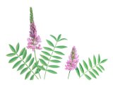 Illustration of Common Sainfoil (Onobrychis viciifolia) (#3900)