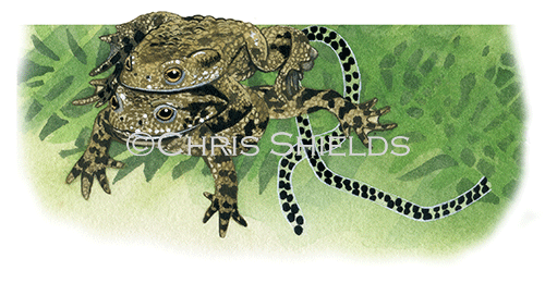 Illustration of Common Toad (Bufo bufo) (#1040)