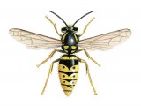 Illustration of Common Wasp female (Vespula vugaris) (#3163)