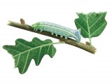 Illustration of Copper Underwing Caterpillar (Amphipyra pyramidea) (#2509)